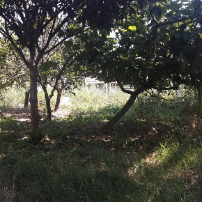 Foto Terreno agricolo in Campolongo, Eboli di 1100 m² in vendita