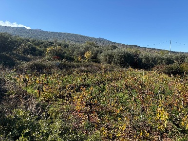 Foto Terreno agricolo in contrada marchesa, Castiglione di Sicilia