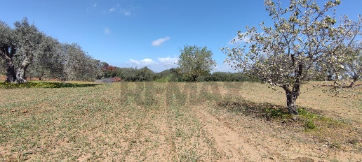 Foto Terreno agricolo in CONTRADA PIANO CHIESA SN, Caltagirone Centro
