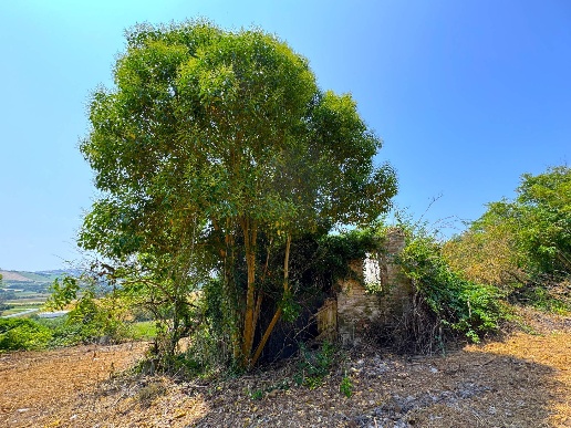 immagine annuncio 8 di 13