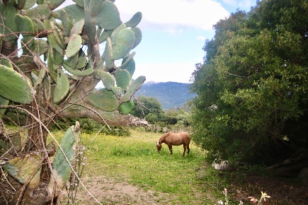 Foto Terreno agricolo in strada statale, Sant'Antonio di Gallura in vendita