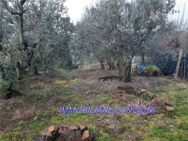 Foto Terreno agricolo in VIA DI VINGONE, Scandicci di 3460 m² in vendita