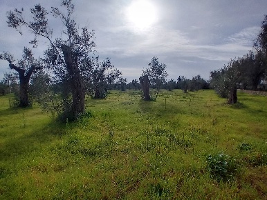 Foto Terreno agricolo a Giuggianello di 5700 m² in vendita