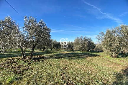 Foto Terreno agricolo in Strada Morello snc, Viterbo Teverina di 12000 m²