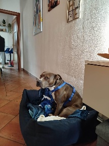 Foto Villa a schiera a Cascina Centro di 90 m² con 4 locali in vendita