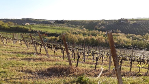 immagine annuncio 5 di 11