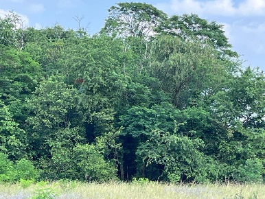 Foto Terreno agricolo in alle cave snc, Turbigo di 1120 m² in vendita