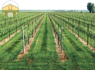 Foto Terreno agricolo a Villorba di 28900 m² in vendita