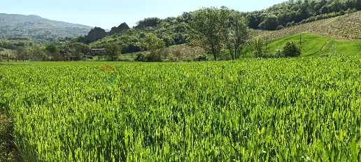 Foto Terreno agricolo in via acqua zolfina, Castelfranco Piandiscò