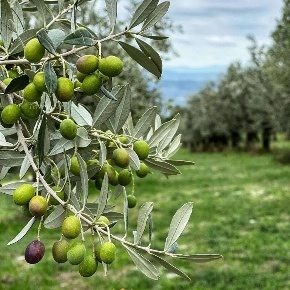 Foto Terreno agricolo in Strada di Camartana, Narni in vendita