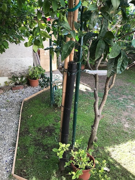 immagine annuncio 3 di 15