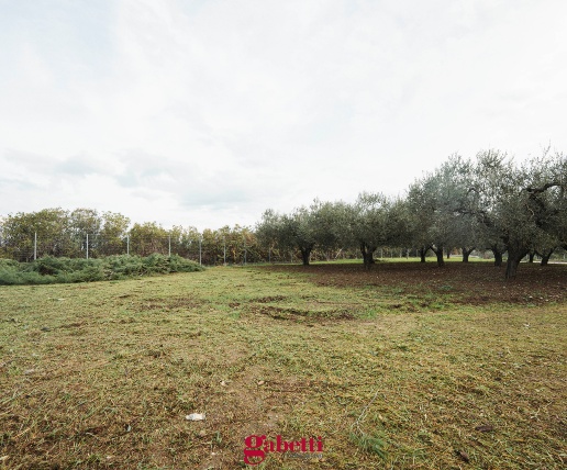 immagine annuncio 6 di 11