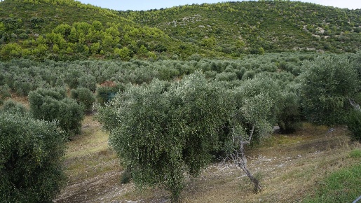 Foto Terreno agricolo in Località Perazzeta, Vieste in vendita
