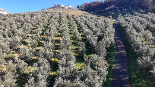 Foto Terreno agricolo in Strada Belvedere, Chieti Chieti Città di 17730 m²
