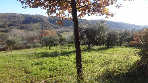Foto Terreno agricolo in via papa Giovanni XIII, Miglianico di 4680 m²