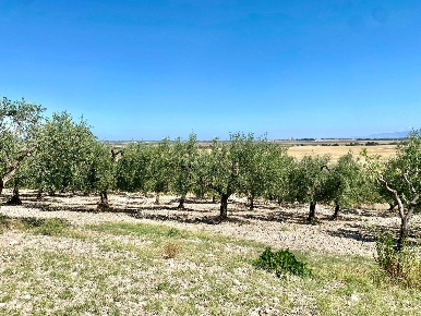 Foto Terreno agricolo in LOCALITA' SAN GIUSTO, Lucera in vendita