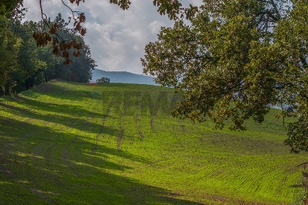 Foto Terreno agricolo in via case belli, Felino in vendita