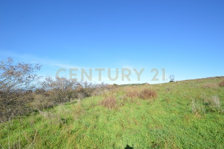 Foto Terreno agricolo in Strada Provinciale Montiano, Grosseto in vendita