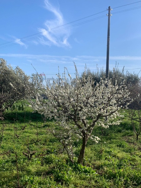 immagine annuncio 3 di 11