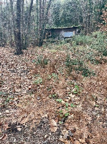Foto Terreno agricolo in Via Feudo Manganelli, Zafferana Etnea di 3500 m²