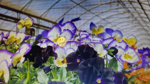 Foto Attività commerciale a Reggello Ciliegi di 15000 m² in vendita