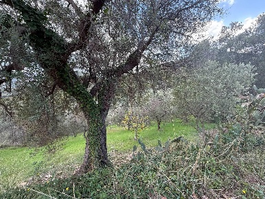 Foto Terreno agricolo in CONTRADA gelso 18, Agropoli di 11400 m² in vendita