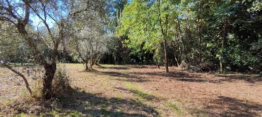 Foto Terreno agricolo a Bientina Santa Colomba di 60000 m² in vendita