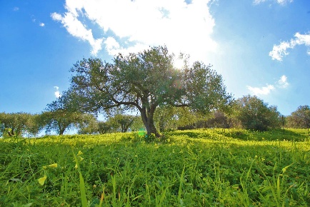 Foto Terreno agricolo in Strada Comunale Torre Amalfitano, Bagheria Consona