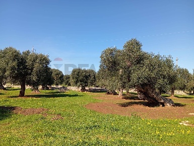 Foto Terreno agricolo in Contrada Chianchizza snc, Monopoli di 24766 m²