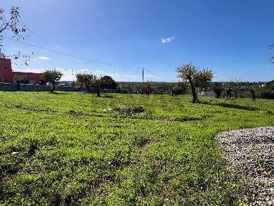 Foto Terreno agricolo a Monopoli di 6974 m² in vendita