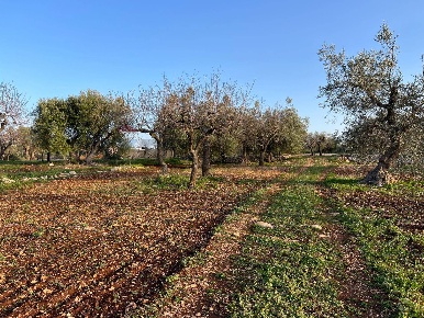Foto Terreno residenziale a Monopoli di 13540 m² in vendita