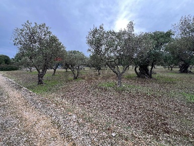 Foto Terreno agricolo in C.da Guidano snc, Monopoli di 59013 m² in vendita