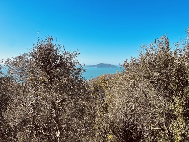 Foto Terreno agricolo a Lerici di 3500 m² in vendita