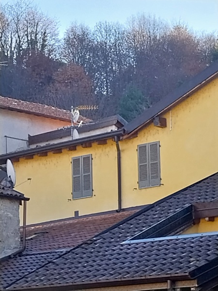 immagine annuncio 2 di 12