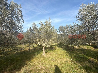 Foto Terreno agricolo in LocalitÃ  Rigutino SNC, Arezzo Rigutino di 2900 m²