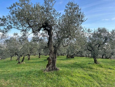 Foto Terreno agricolo in Via dei Parmigiani, Cecina Cecina Centro