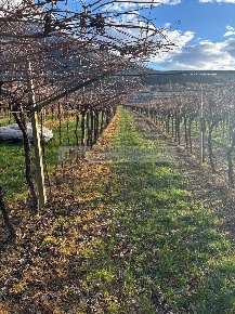 Foto Terreno agricolo in via tavernelle, Volano di 2860 m² in vendita
