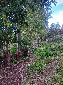 Foto Terreno agricolo in Contrada paternella, Terrasini di 15000 m²
