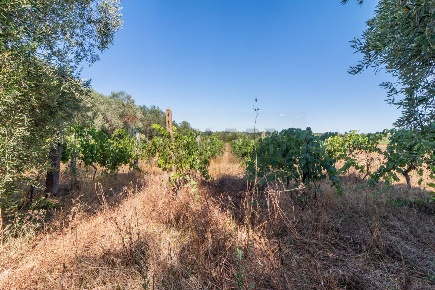 Foto Terreno agricolo a Canino di 25000 m² in vendita