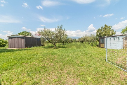 Foto Terreno agricolo in Località Macchia di Sopra snc, Ischia di Castro