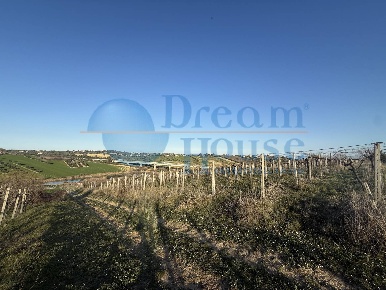 Foto Terreno agricolo in Contrada Colle Santa Maria, Mosciano Sant'Angelo