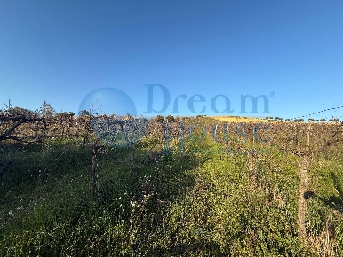 Foto Terreno agricolo in via piercecchi, Giulianova di 24035 m² in vendita