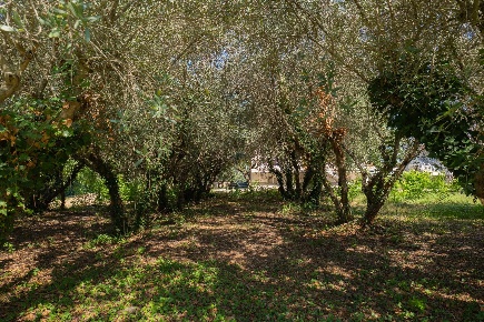 Foto Casa indipendente in VIA CESANENSE, Monte Porzio di 280 m² in vendita