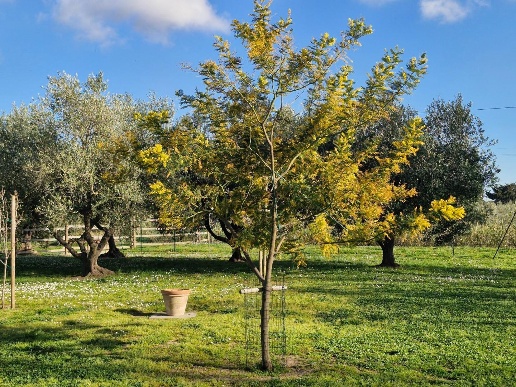 immagine annuncio 9 di 15