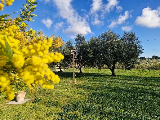 immagine annuncio 12 di 15