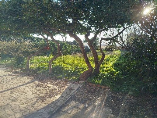 immagine annuncio 6 di 7