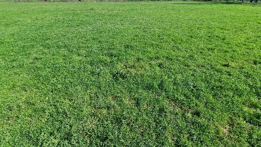 Foto Terreno agricolo a Marcianise di 5603 m² in vendita