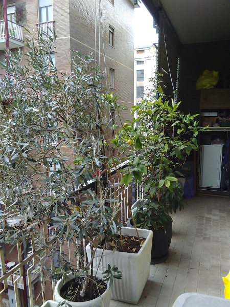 immagine annuncio 14 di 15