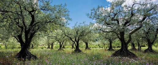 Foto Terreno agricolo a Casciana Terme Lari Casciana Alta di 13000 m²