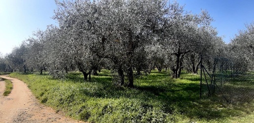 Foto Terreno agricolo a Colle di Val d'Elsa Campiglia, Castel San Gimignano